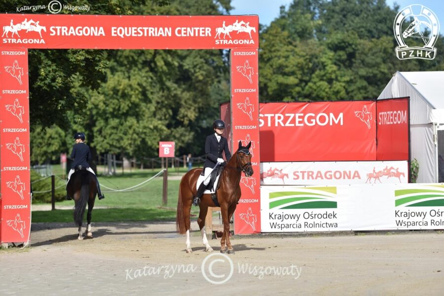 Beniro W wlkp, wał., 2018 (De Beau x Quaterback), Malgorzata Pietrzyk