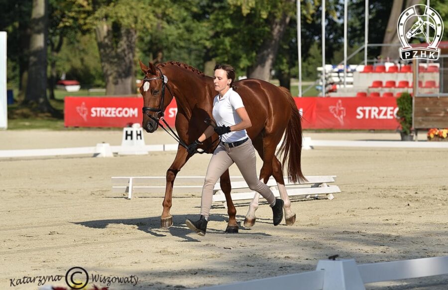 Beniro wlkp, wał., 2018 (De Beau x Quaterback), Malgorzata Pietrzyk