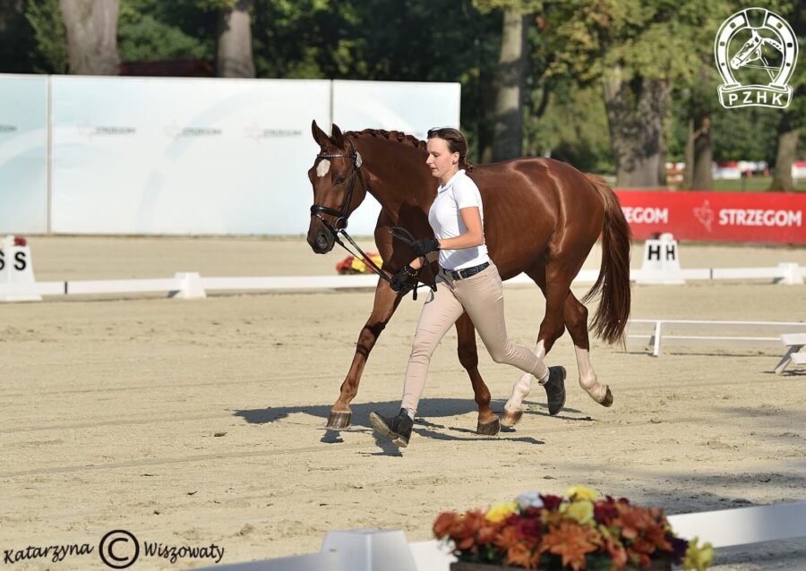 Beniro wlkp, wał., 2018 (De Beau x Quaterback), Malgorzata Pietrzyk