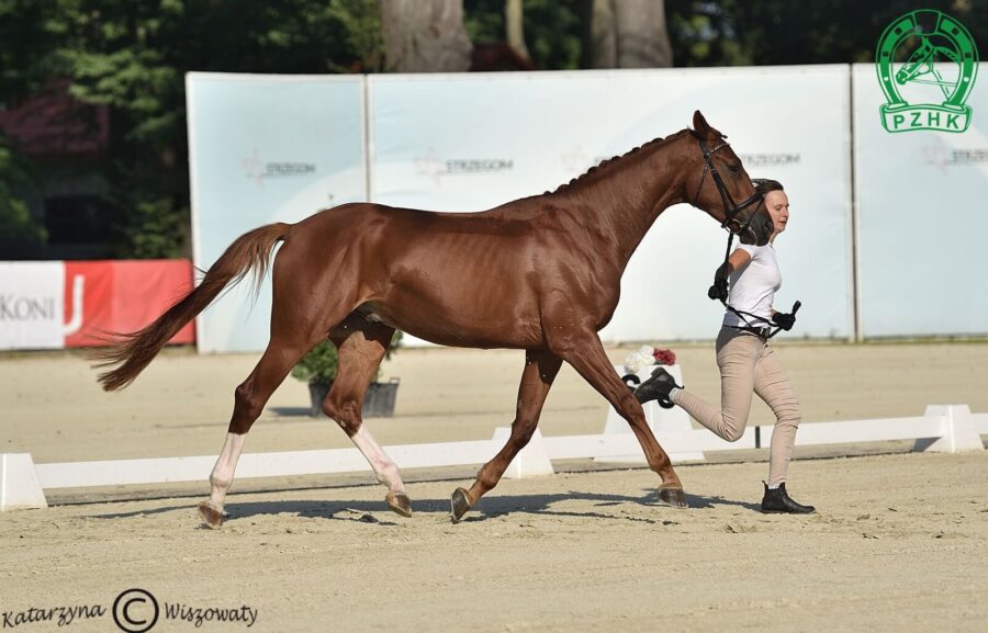 Beniro wlkp, wał., 2018 (De Beau x Quaterback), Malgorzata Pietrzyk