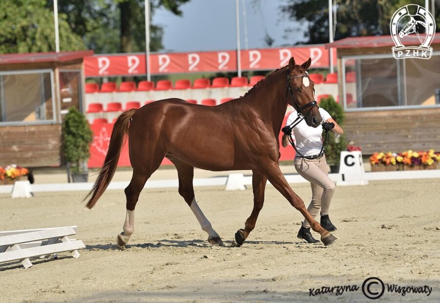 Beniro wlkp, wał., 2018 (De Beau x Quaterback), Malgorzata Pietrzyk