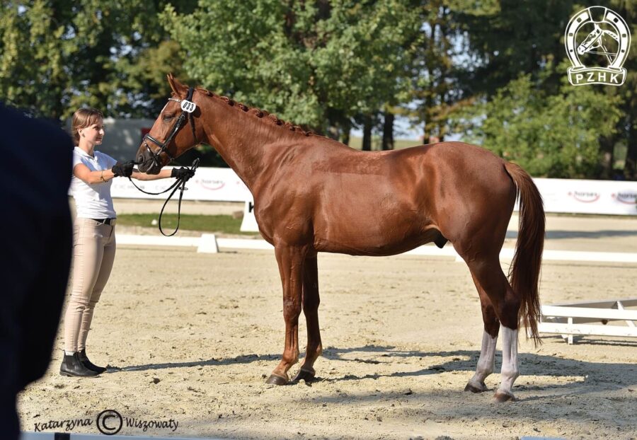 Beniro wlkp, wał., 2018 (De Beau x Quaterback), Malgorzata Pietrzyk