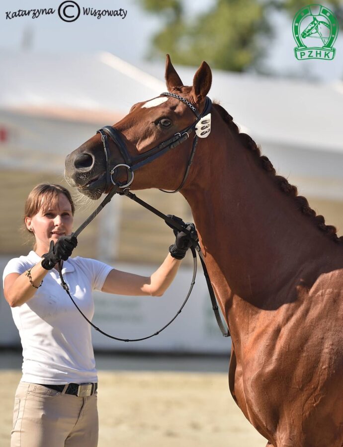 Beniro wlkp, wał., 2018 (De Beau x Quaterback), Malgorzata Pietrzyk