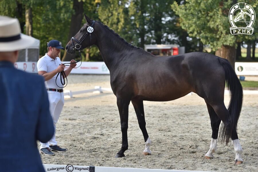 Colorado Springs sp, klacz, 2018 (Furst Wilhelm x Coolensky), Martyna Bańska