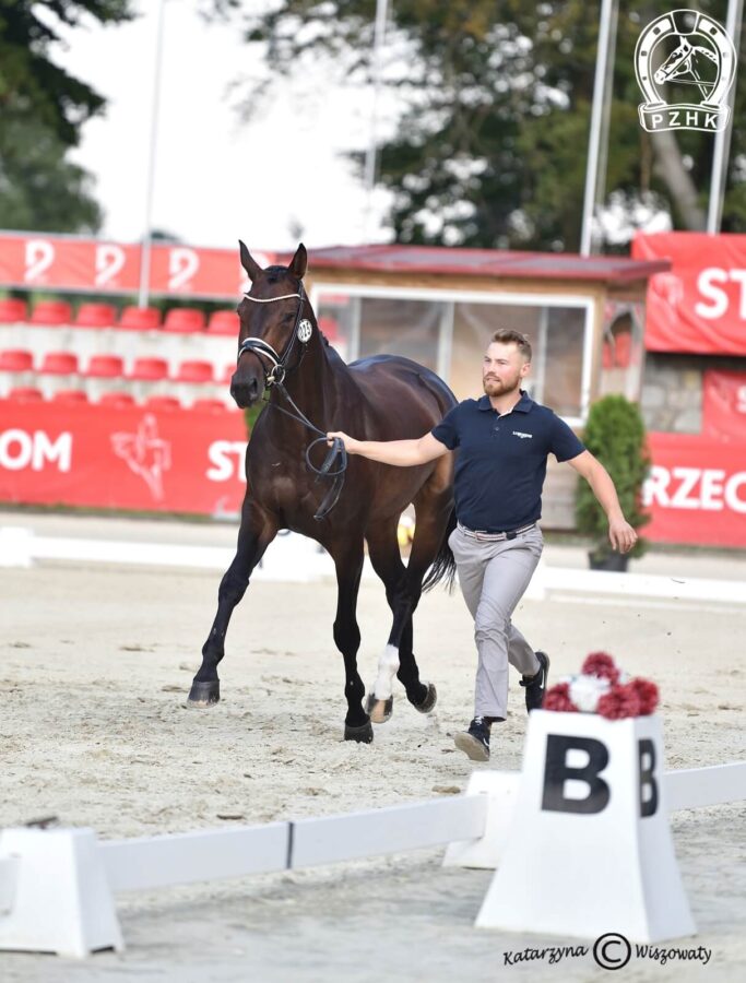 Daenerys G old., klacz, 2018 (Don Martillo x Quaterback), Tatiana Biereżnow