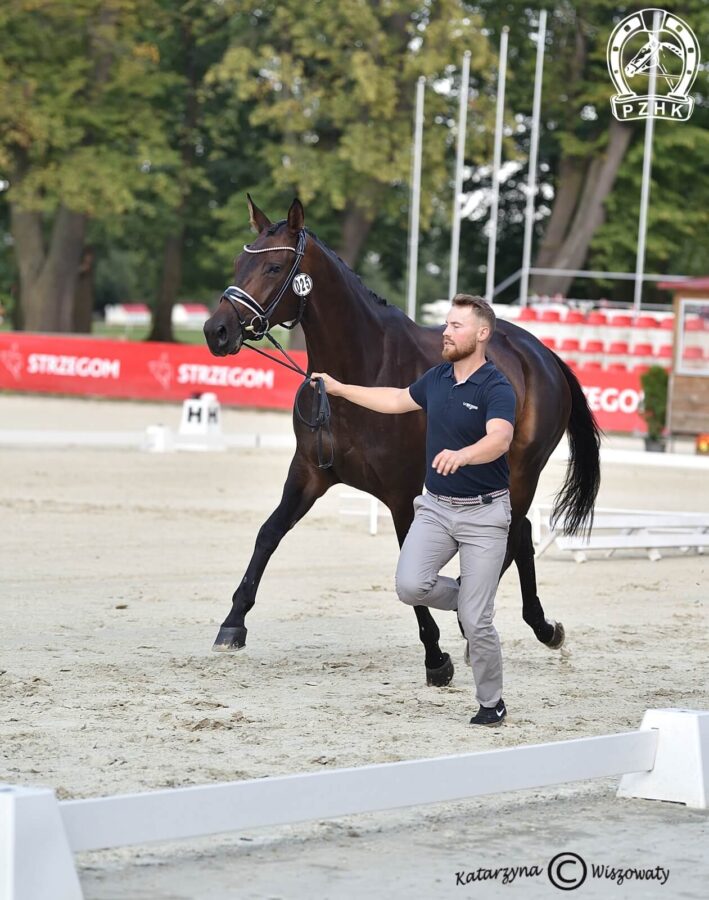 Daenerys G old., klacz, 2018 (Don Martillo x Quaterback), Tatiana Biereżnow