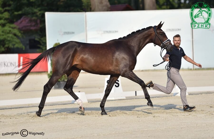 Daenerys G old., klacz, 2018 (Don Martillo x Quaterback), Tatiana Biereżnow