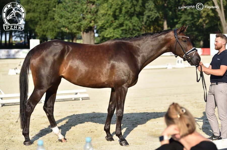 Daenerys G old., klacz, 2018 (Don Martillo x Quaterback), Tatiana Biereżnow