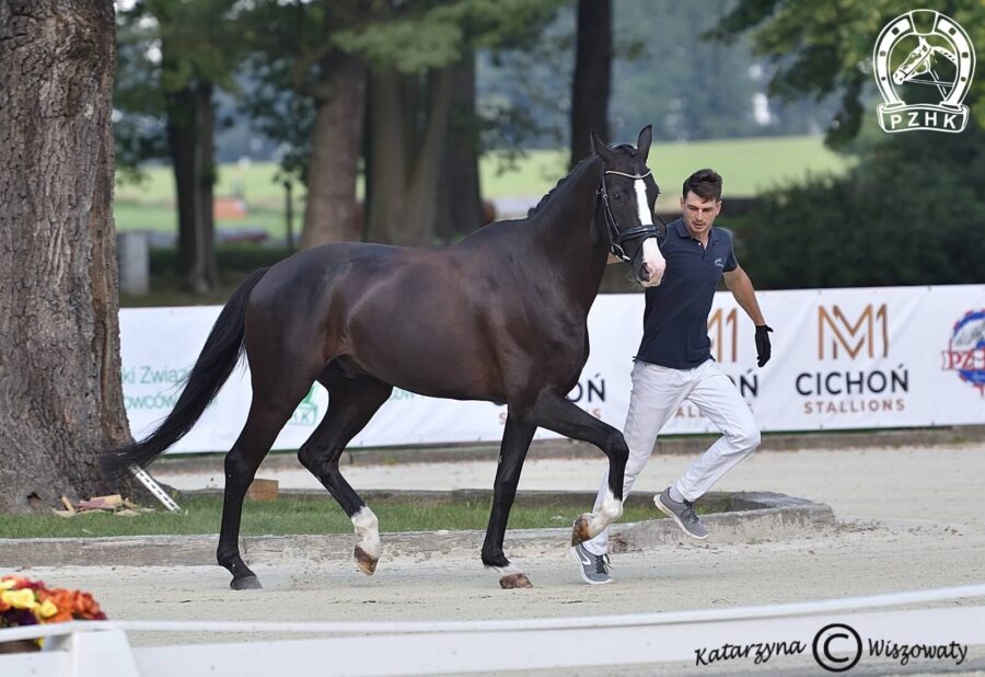 Damerino old., wał., 2018 (Desperado x Dimaggio), Wiktoria Siergiej