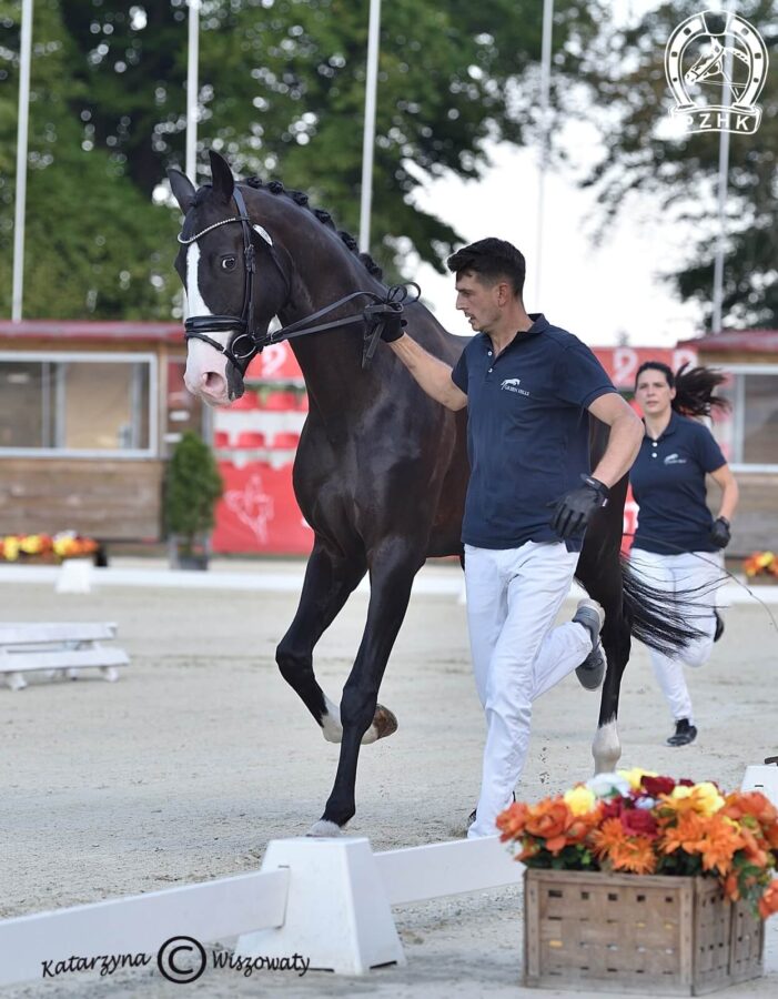 Damerino old., wał., 2018 (Desperado x Dimaggio), Wiktoria Siergiej