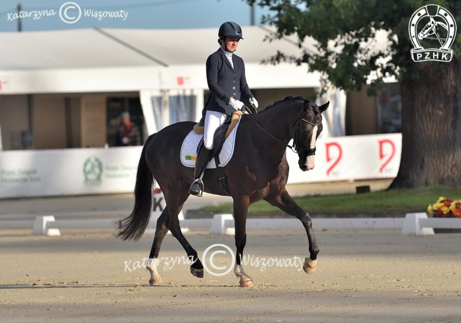 Damerino old., wał., 2018 (Desperado x Dimaggio), Wiktoria Siergiej