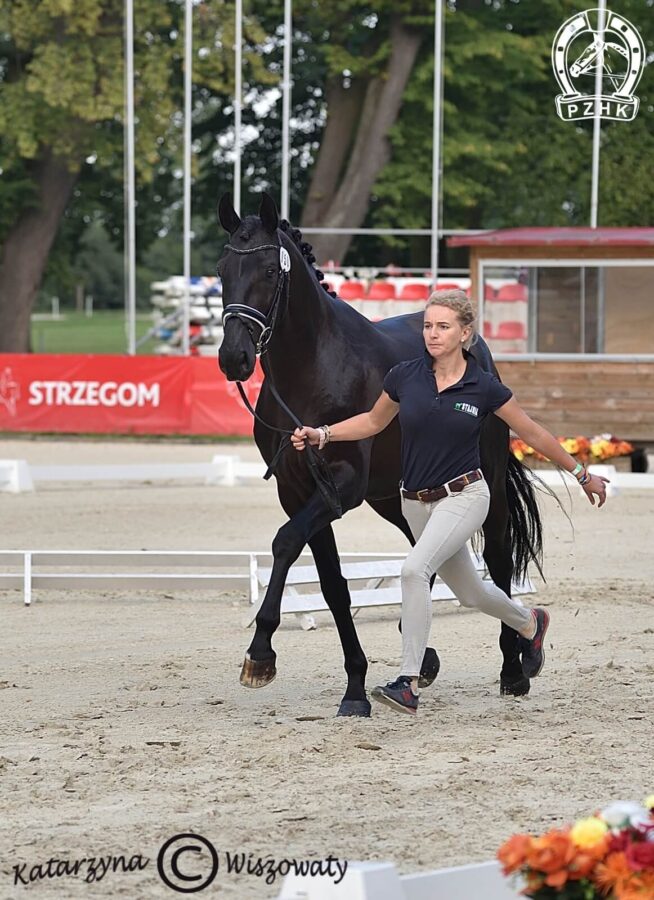 Furst Flamenco han., ogier, 2018 (Furst Belissaro x )