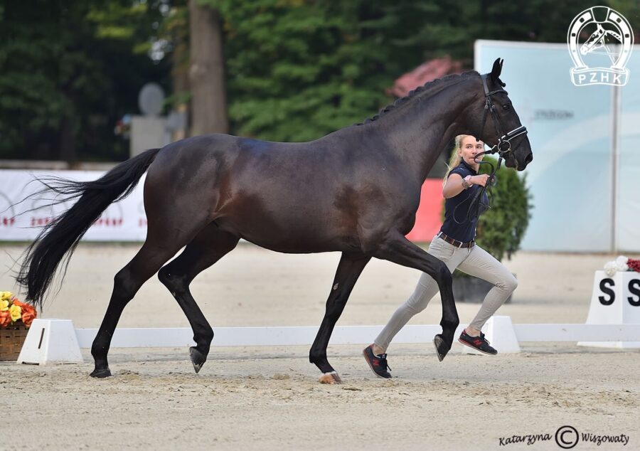 Furst Flamenco han., ogier, 2018 (Furst Belissaro x )