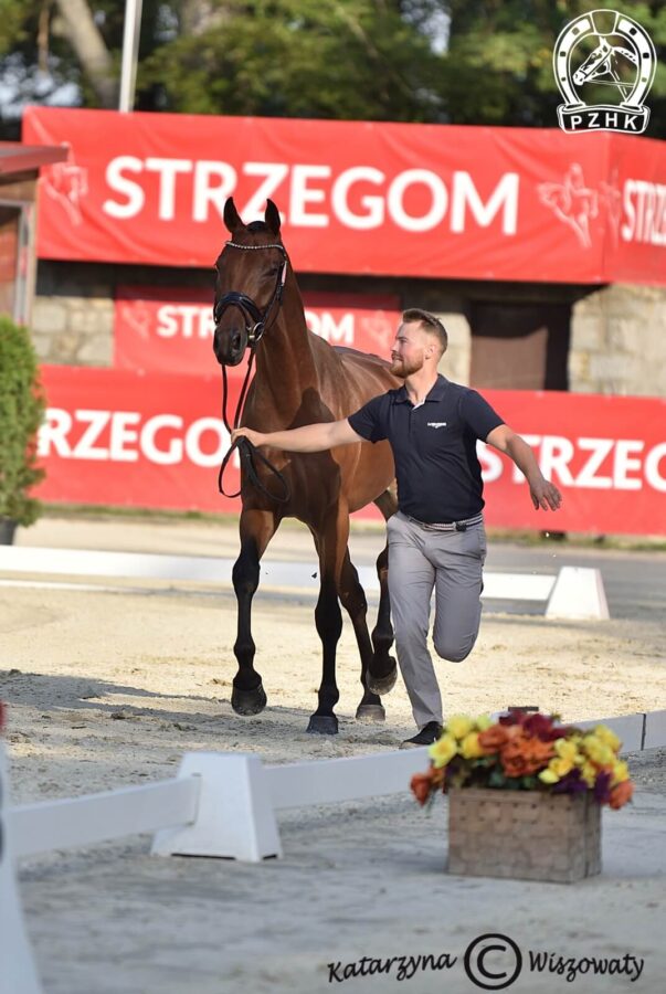 King of Hearts sp, wał., 2018 (Fuerstentraum 2 x Weltstein), Kinga Paszkiewicz