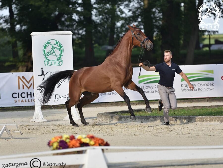 King of Hearts sp, wał., 2018 (Fuerstentraum 2 x Weltstein), Kinga Paszkiewicz