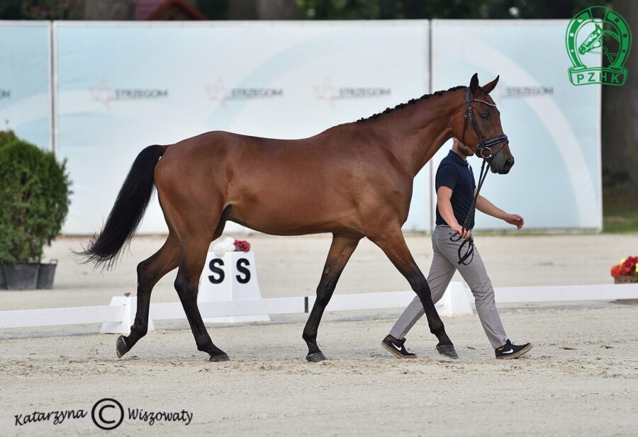 King of Hearts sp, wał., 2018 (Fuerstentraum 2 x Weltstein), Kinga Paszkiewicz