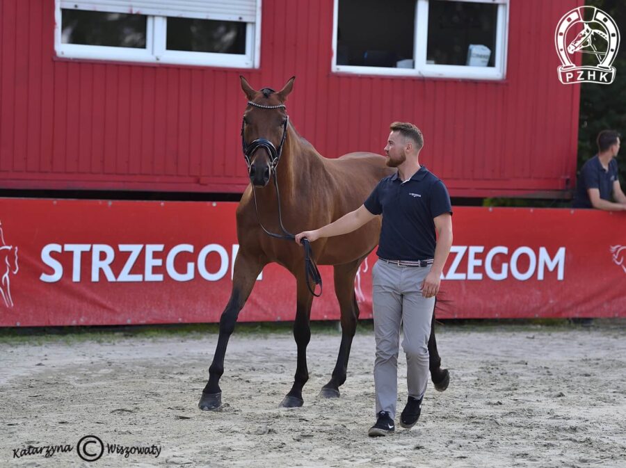 King of Hearts sp, wał., 2018 (Fuerstentraum 2 x Weltstein), Kinga Paszkiewicz