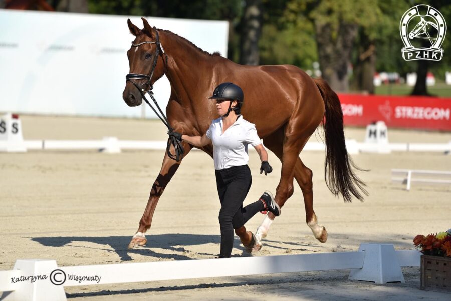 Lady Vivaldi han., klacz, 2018 (Le Vivaldi x Fuerst Fugger), Kaja Dębińska