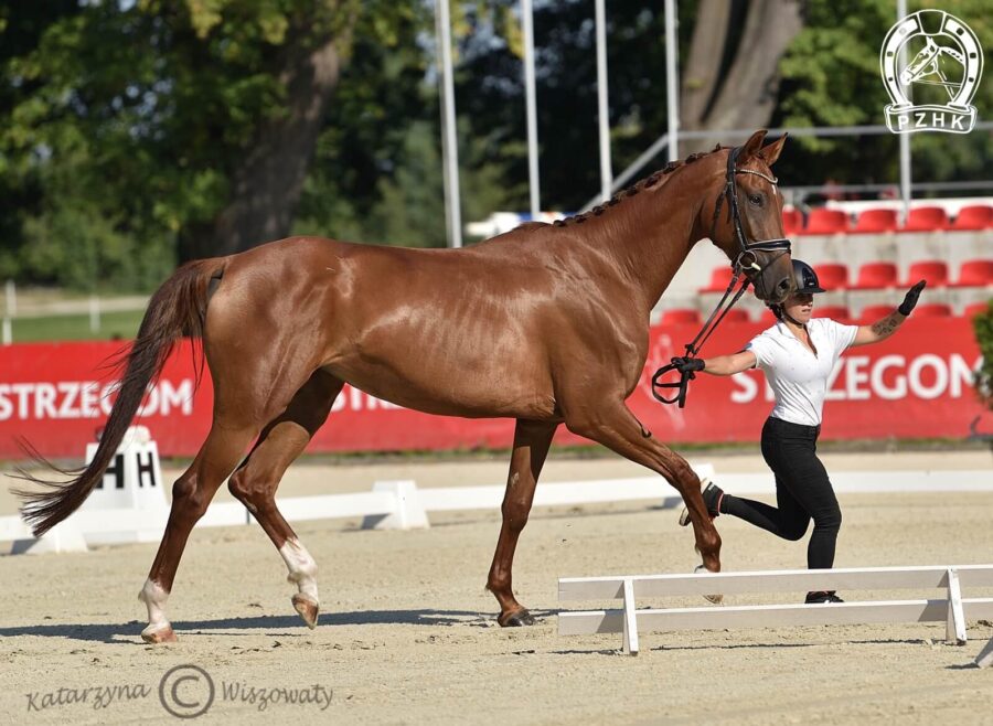 Lady Vivaldi han., klacz, 2018 (Le Vivaldi x Fuerst Fugger), Kaja Dębińska