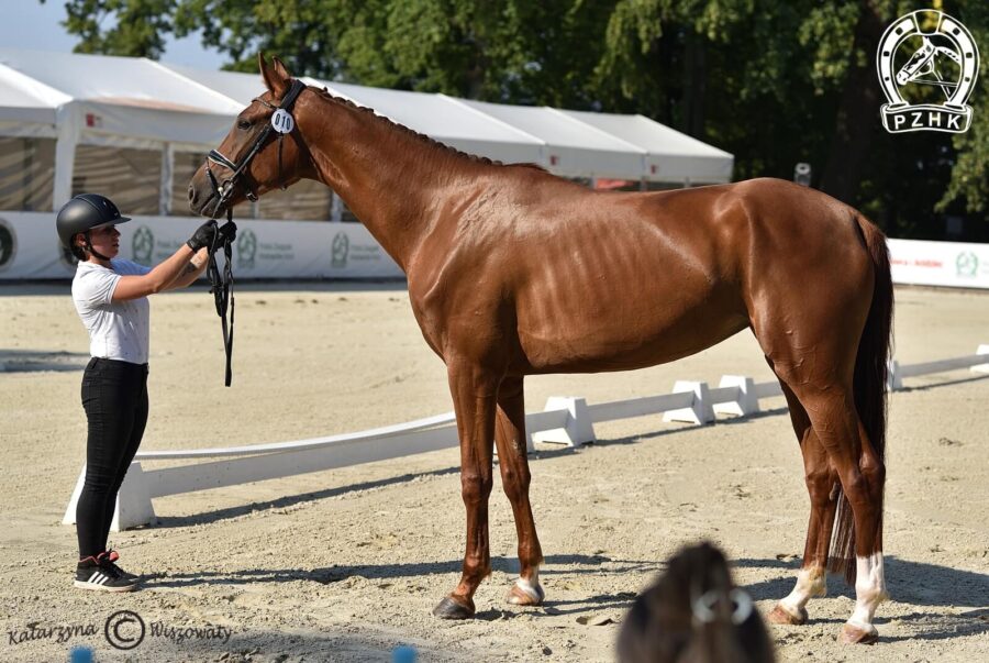 Lady Vivaldi han., klacz, 2018 (Le Vivaldi x Fuerst Fugger), Kaja Dębińska