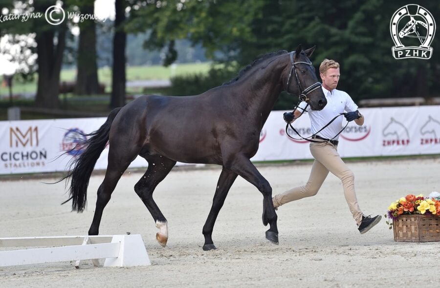 Morganite old., ogier, 2018 (Marc Cain x Fleury), Natalia Badura