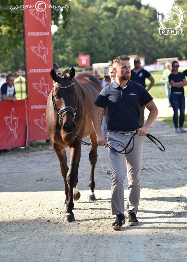 Neogeen KWPN, wał., 2018 (Grand Galaxy Win x Flamingh), Adrian Seliga