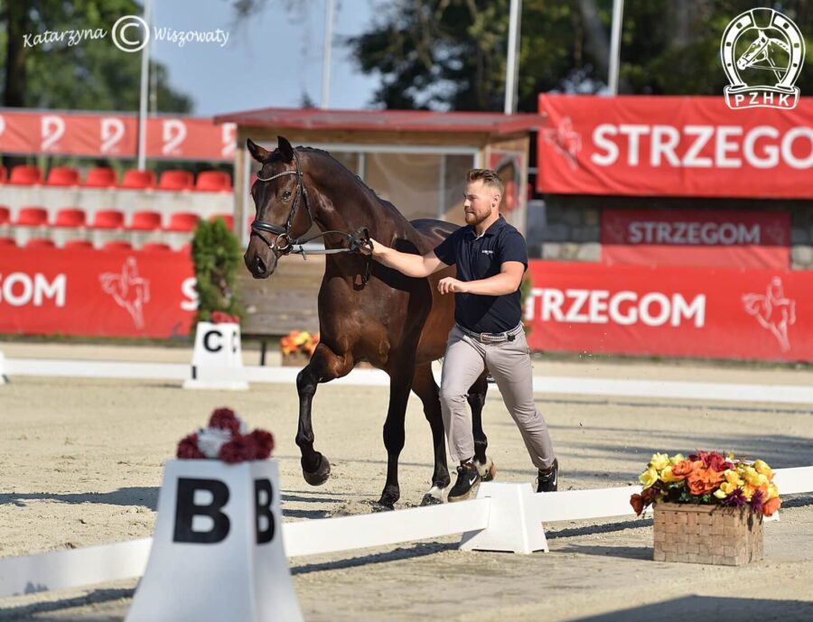 Neogeen KWPN, wał., 2018 (Grand Galaxy Win x Flamingh), Adrian Seliga