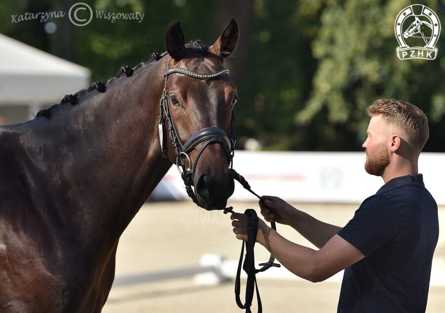 Neogeen KWPN, wał., 2018 (Grand Galaxy Win x Flamingh), Adrian Seliga