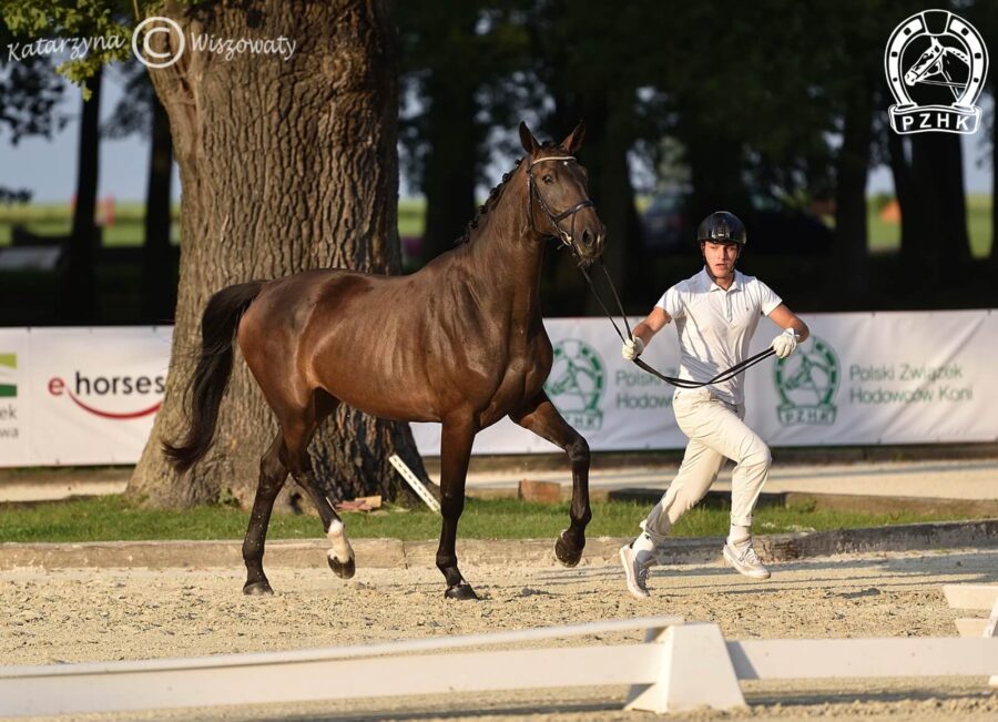 Nirvana Jagodne sp, klacz, 2018 (Furst Sav x Bakszysz), Natalia Kozłowska