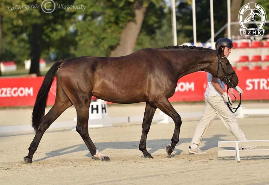 Nirvana Jagodne sp, klacz, 2018 (Furst Sav x Bakszysz), Natalia Kozłowska