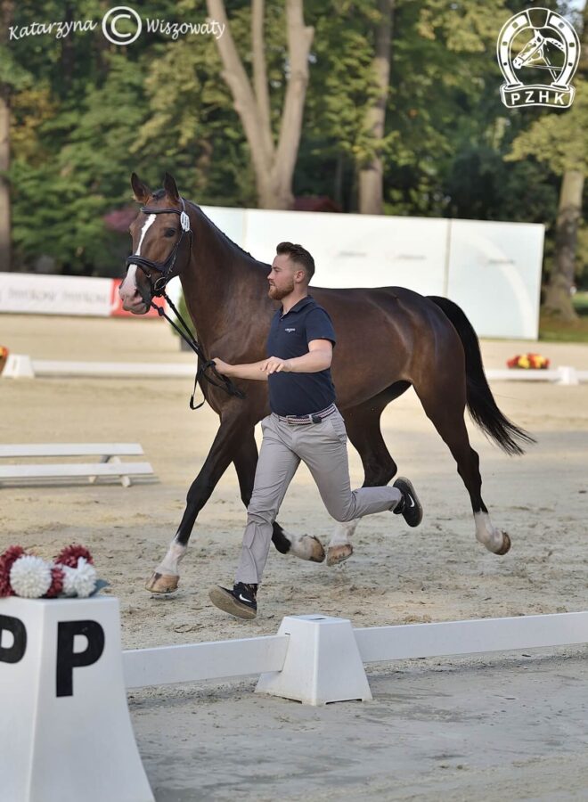 Norena KWPN, klacz, 2018 (Icellie x Ulandro), Martyna Więckowska