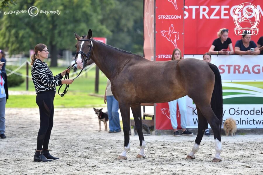 Norena KWPN, klacz, 2018 (Icellie x Ulandro), Martyna Więckowska