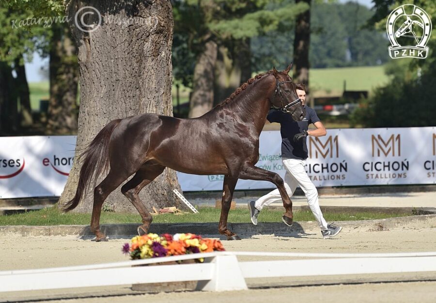 Raphael G old., ogier, 2018 (Revolution x Quaterback), Karolina Mazurek