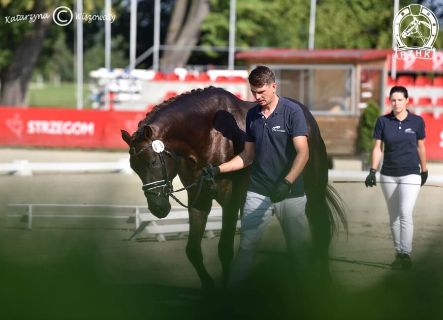 Raphael G old., ogier, 2018 (Revolution x Quaterback), Karolina Mazurek