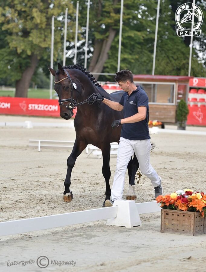 Tanzgold II trk., ogier, 2018 (Schwarzgold x Caprimond), Kaja Dębińska