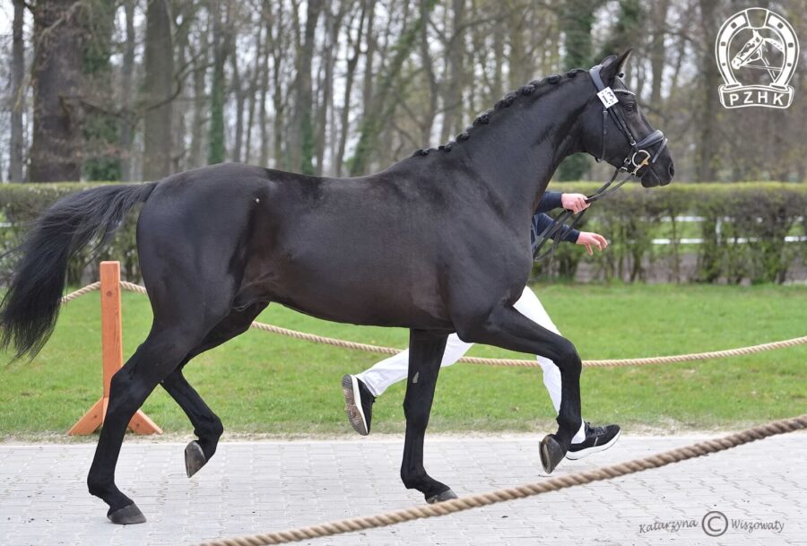 BOHEMIAN RHAPSODY DSP, 2020 (Bernay reń. - Rapsodia DSP / Lahnstein DSP)