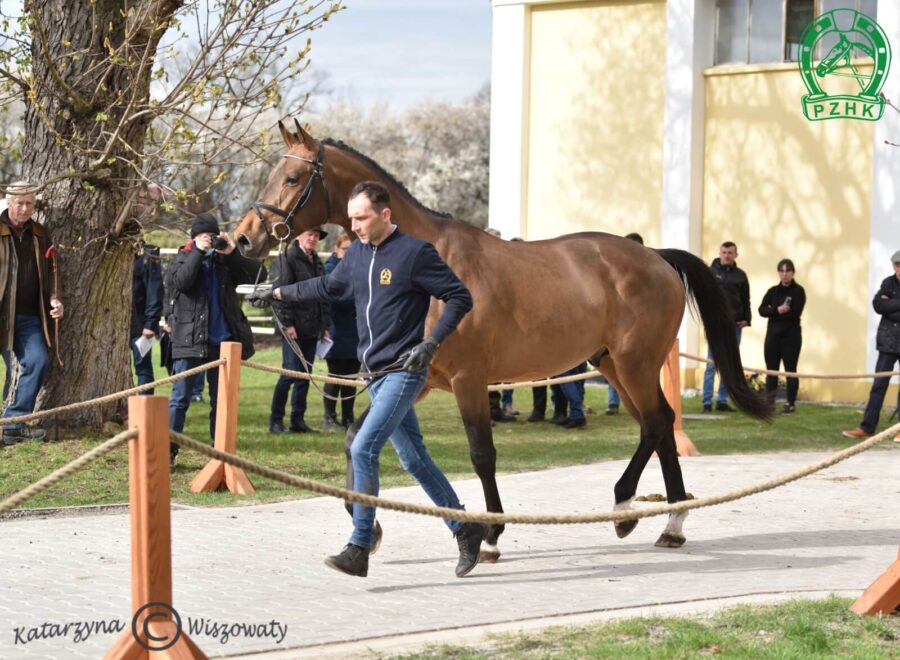 DON JUAN DW Z Z, 2020 (Diamant de Semilly s.f. - J'Aime DW BWP / Calvaro Z)