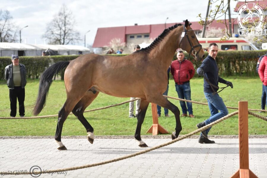 DON JUAN DW Z Z, 2020 (Diamant de Semilly s.f. - J'Aime DW BWP / Calvaro Z)