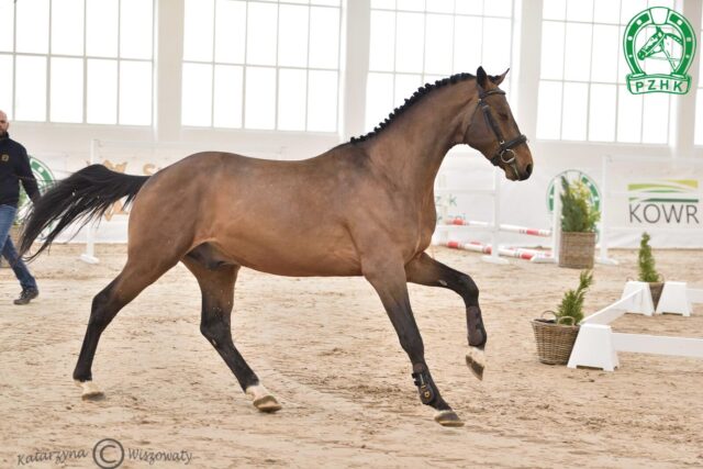 DON JUAN DW Z Z, 2020 (Diamant de Semilly s.f. - J'Aime DW BWP / Calvaro Z)