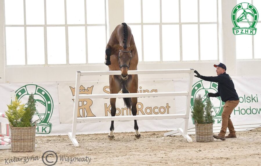 DON JUAN DW Z Z, 2020 (Diamant de Semilly s.f. - J'Aime DW BWP / Calvaro Z)