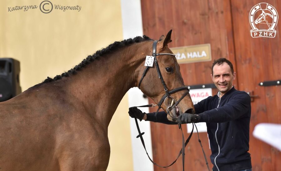 DON JUAN DW Z Z, 2020 (Diamant de Semilly s.f. - J'Aime DW BWP / Calvaro Z)