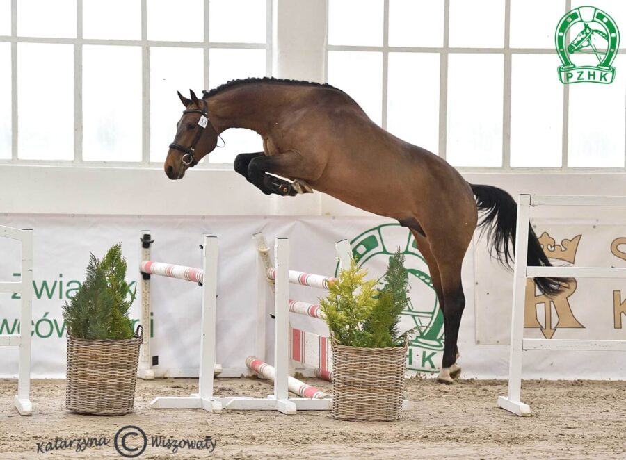 DON JUAN DW Z Z, 2020 (Diamant de Semilly s.f. - J'Aime DW BWP / Calvaro Z)