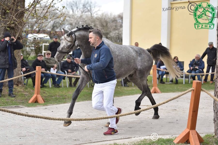 LAURENTO hol., 2020 (Lewine hol. - Warinetta hol. / Calido I hol.)