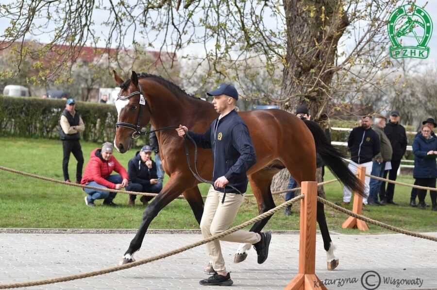 KARAMBA AA, 2020 (Nathan de la Tour - Karioka m (AA) / Efekt)
