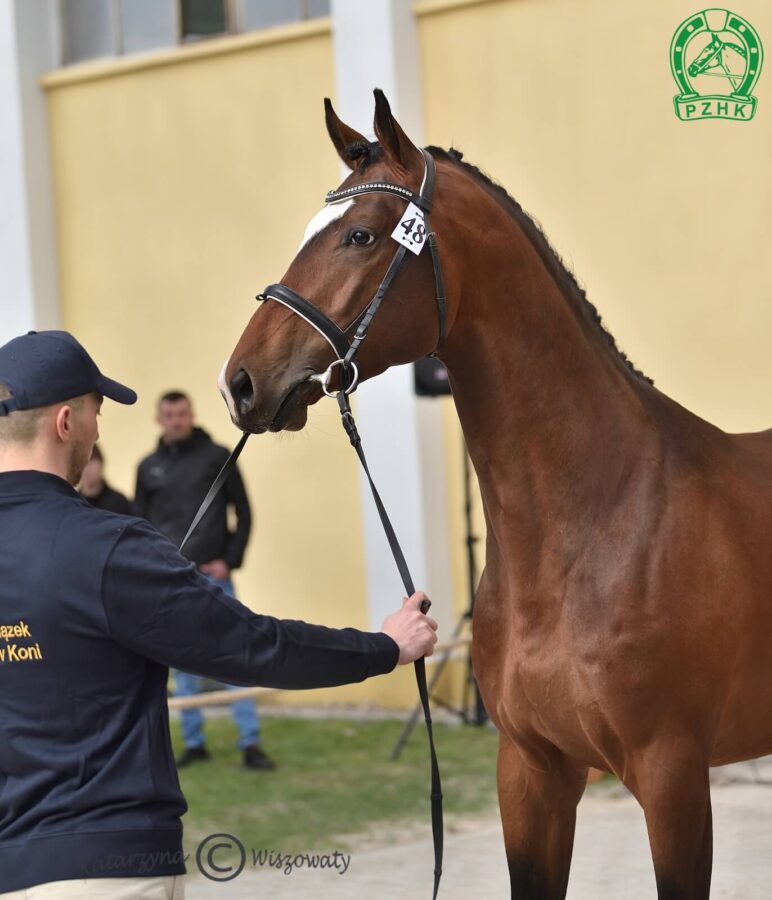 KARAMBA AA, 2020 (Nathan de la Tour - Karioka m (AA) / Efekt)