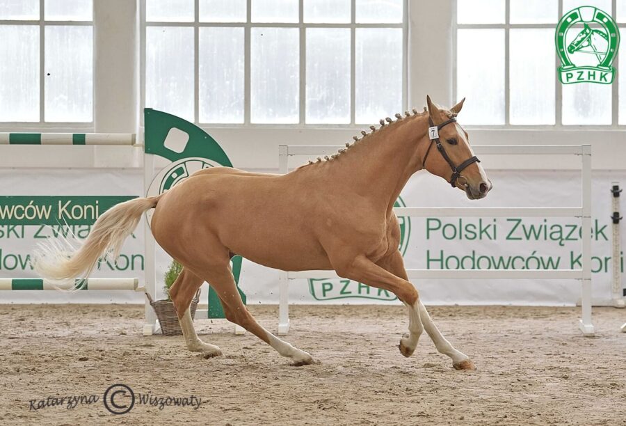 CHAN wlkp, 2020 (Helios wlkp - Charlet O'Hara wlkp / Armir wlkp)