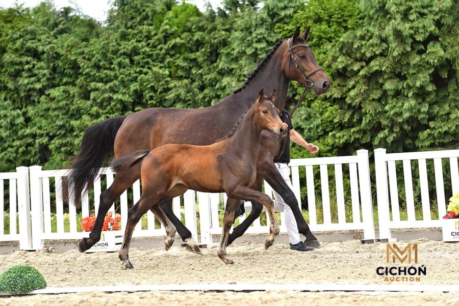 Josephine (Varihoka du Temple x Andiago de Talma)