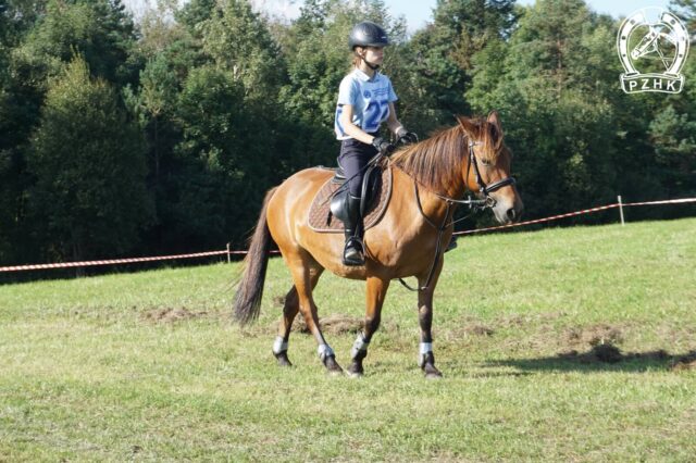 Mistrzostwa Koni Rasy Huculskiej