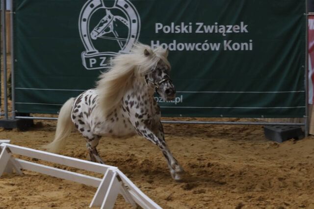 UWAGA! Zmiany w programie hodowlanym koni rasy kuc