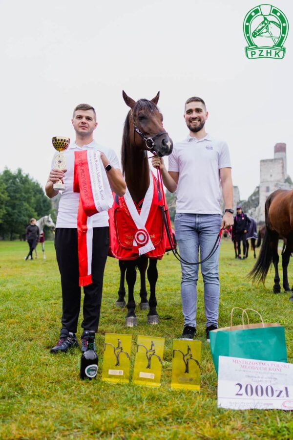 Mistrz Polski Młodych koni 5 letnich, wałach WIRAŻ Z GÓR oo, wys. 152 cm., gn., po Czort z Gór, od Wilea/ Ontario HF, hodowli, własności i dosiadany przez Piotra Mądela, Fundacja Interregio